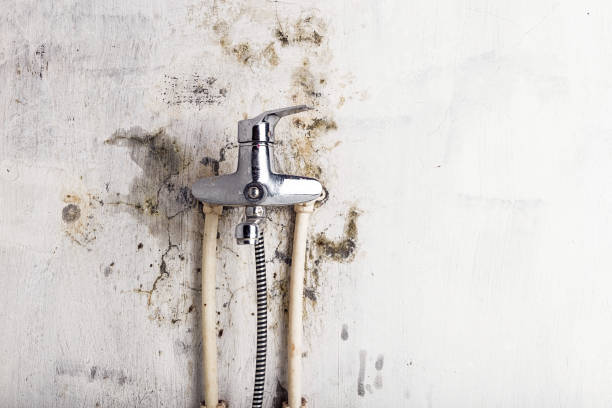 Best Office Mold Removal Services  in Walsenburg, CO