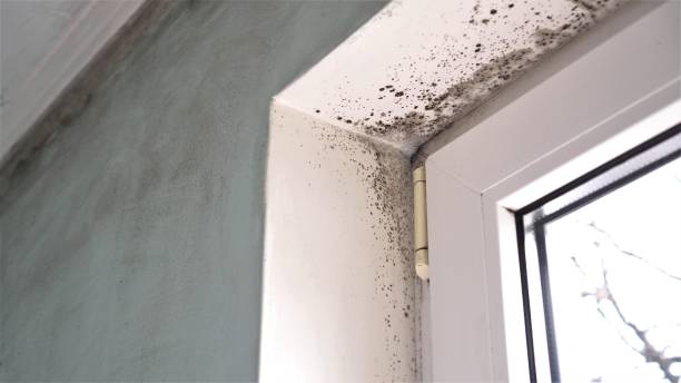 Best Professional Mold Removal  in Walsenburg, CO