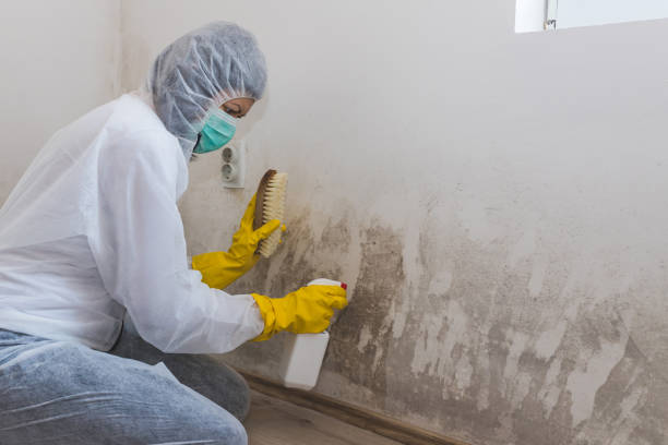 Best Mold Remediation Services  in Walsenburg, CO