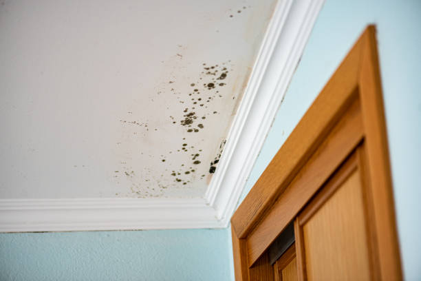 Best Emergency Mold Removal  in Walsenburg, CO