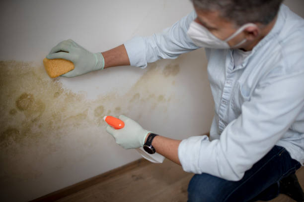 Best Mold Cleaning Services  in Walsenburg, CO