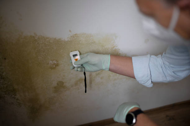 Mold Removal and Inspection in Walsenburg, CO