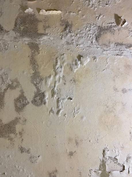 Best Mold Testing  in Walsenburg, CO