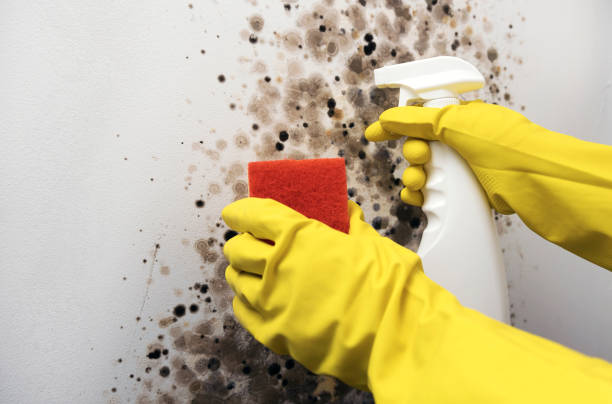 Best Certified Mold Removal  in Walsenburg, CO