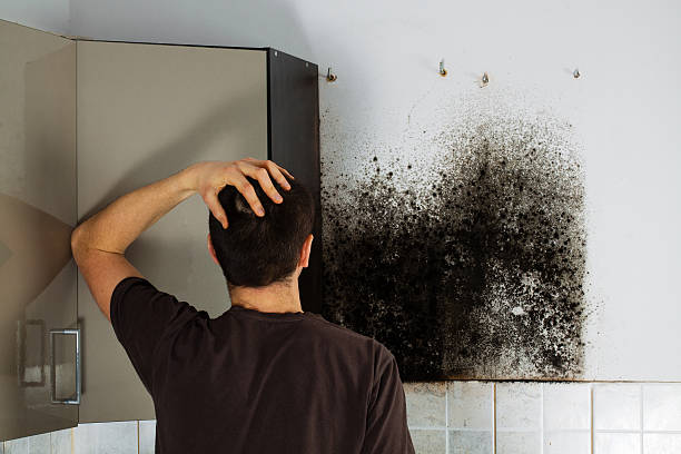 Attic Mold Removal in Walsenburg, CO