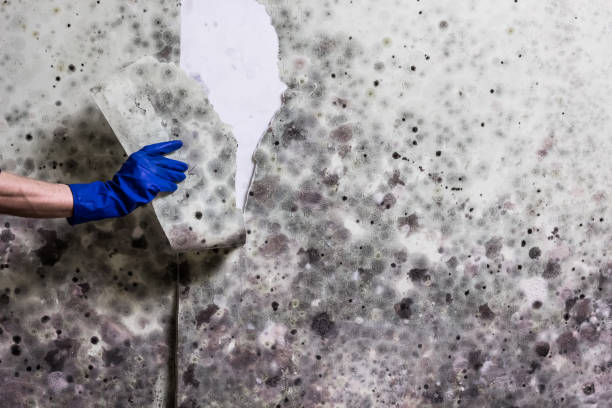 Best Toxic Mold Removal  in Walsenburg, CO
